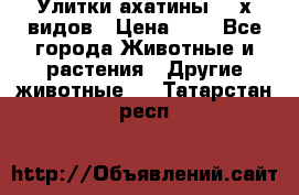 Улитки ахатины  2-х видов › Цена ­ 0 - Все города Животные и растения » Другие животные   . Татарстан респ.